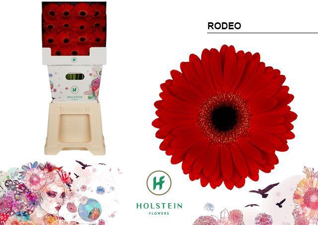 <h4>Gerbera Rodeo Diamond</h4>