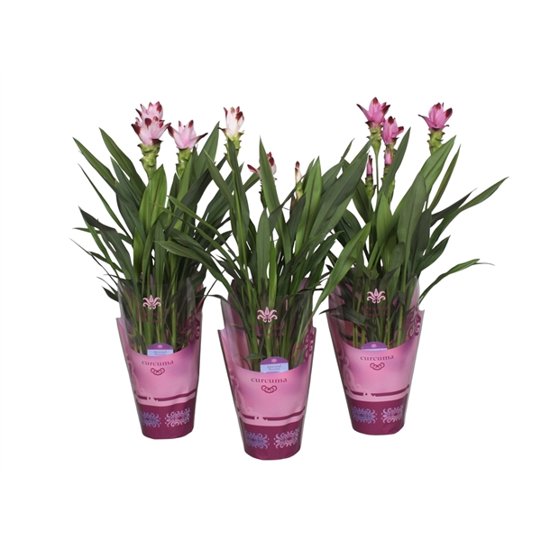 <h4>Curcuma gemengd 15cm in potcover</h4>