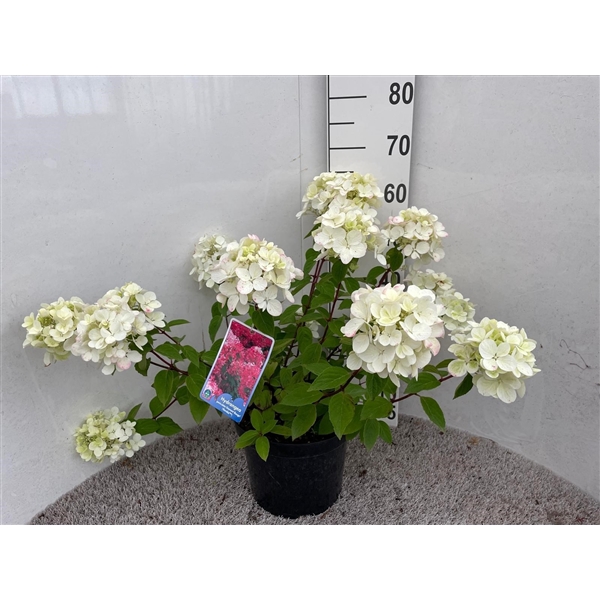 <h4>Hydrangea pan. Diamant Rouge struik 50-60 cm P26</h4>