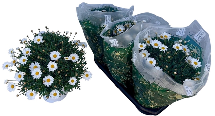 <h4>ARG STELLA 2000</h4>