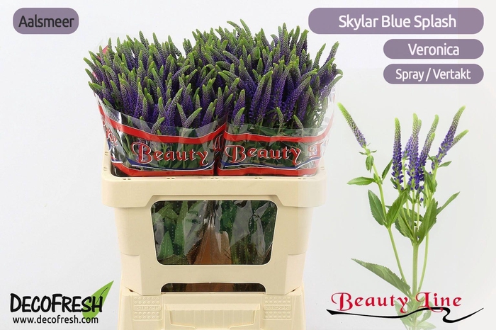 <h4>VERON L SKYLER BLUE</h4>