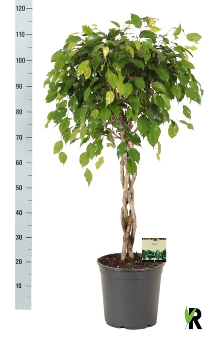 <h4>FIC BE EXOTICA</h4>