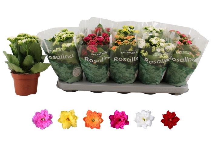 <h4>KAL GE RO GEM 6 KL</h4>