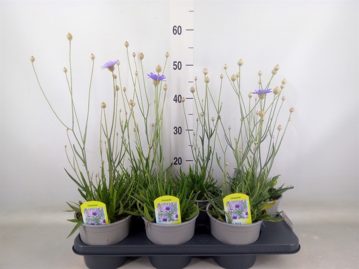 <h4>Catananche caerulea   ...</h4>