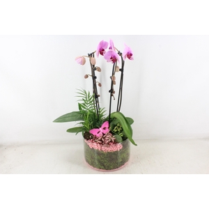 Arr2 Pl - Glas Cilinder Phal. Roze