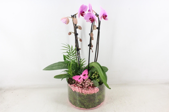 <h4>arr2 PL - Glas cilinder phal. roze</h4>