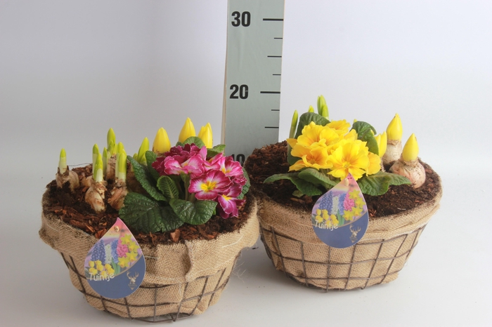 <h4>ARR BOL KNOLGEWAS</h4>