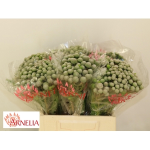 BRUN AYOBA SILV MOON