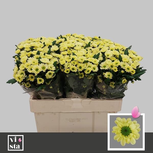 <h4>CHR SAN ROSSI CREAM</h4>