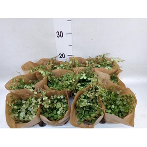 Peperomia pros.
