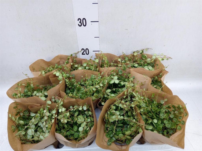 <h4>Peperomia pros.</h4>