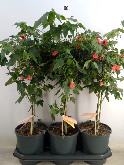 <h4>Abutilon  'Red Trumpet'</h4>