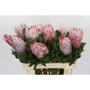 Protea Cynaroides