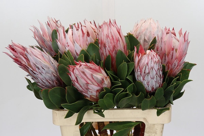Protea Cynaroides