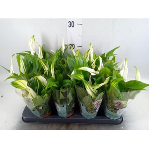 Spathiphyllum 'Pearl Cupido'