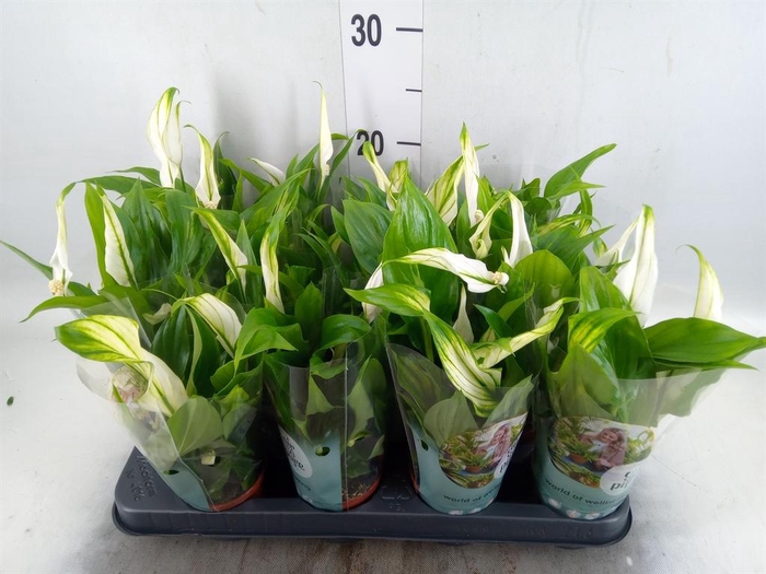 <h4>Spathiphyllum  'Pearl Cupido'</h4>