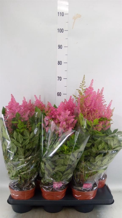 <h4>Astilbe japonica 'Bonn'</h4>