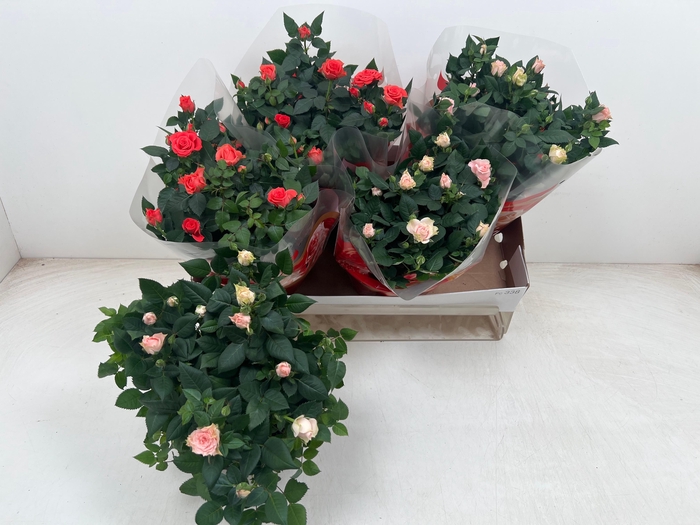 <h4>RO FAV RO GEM</h4>