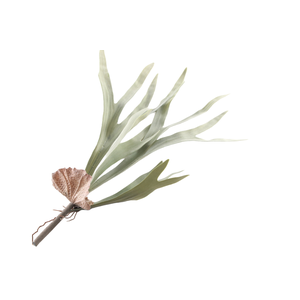 Platycerium Plant Green
