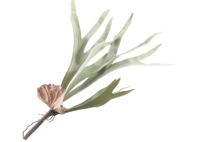 Platycerium Plant Green
