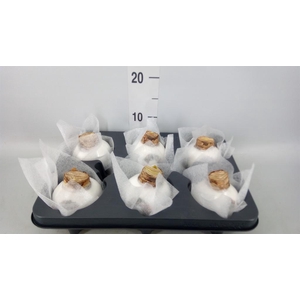 Hippeastrum   ...waxed