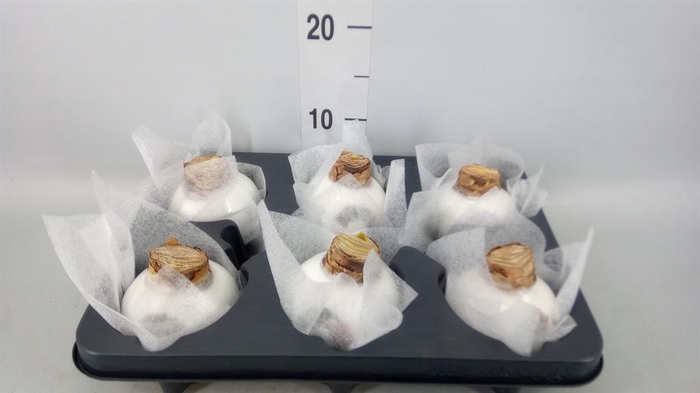 <h4>Hippeastrum   ...waxed</h4>