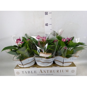 Anthurium  'Zizou'