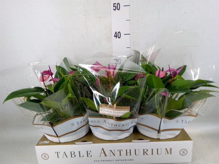 <h4>Anthurium  'Zizou'</h4>