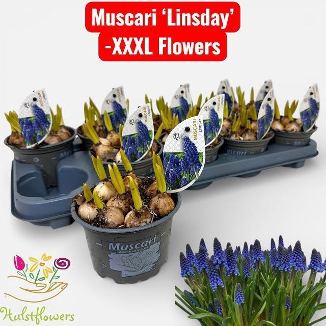 <h4>MUSCAR LINDSAY</h4>