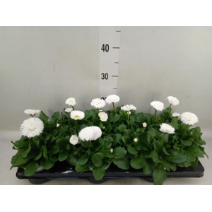 Bellis perennis 'Roggli White'