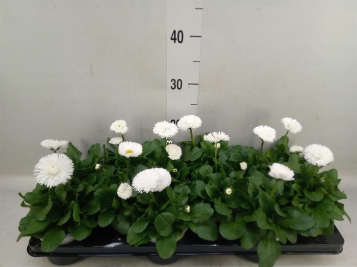 Bellis perennis 'Roggli White'