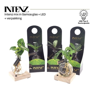 kamerplanten