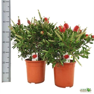 Callistemon citrinus 24Ø 60cm