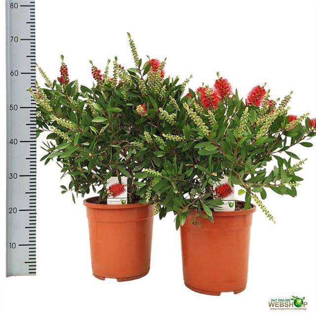 Callistemon citrinus 24Ø 60cm