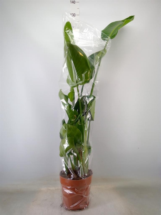 <h4>Strelitzia nicolai</h4>