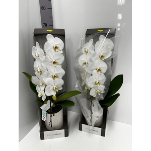 Phalaenopsis Formidablo Niagara Falls 12Ø 70cm 1st