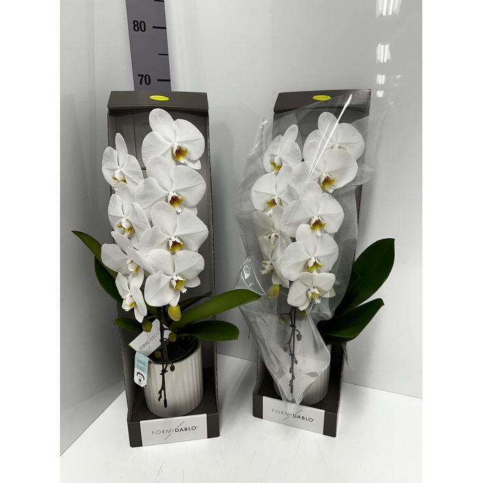 <h4>Phalaenopsis Formidablo Niagara Falls 12Ø 70cm 1st</h4>