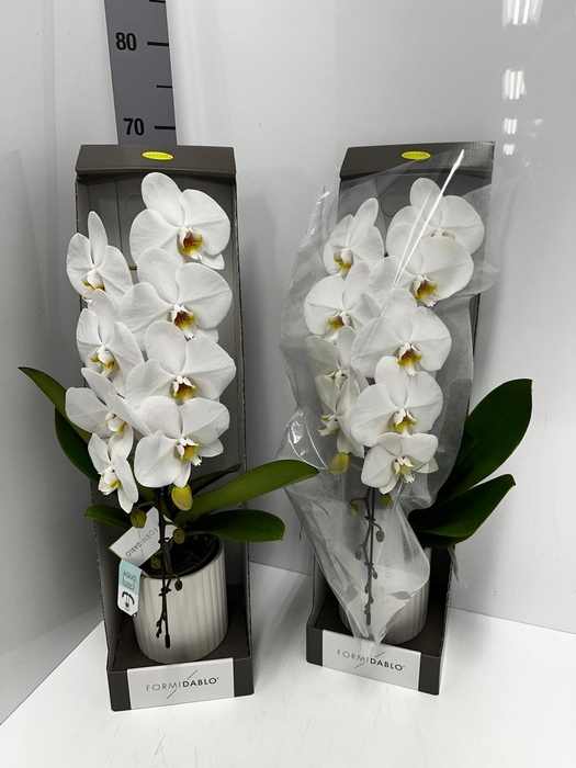 Phalaenopsis Formidablo Niagara Falls 12Ø 70cm 1st