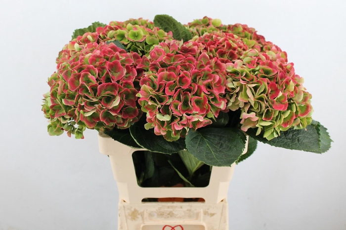 <h4>HYDR M MAG OPAL CL</h4>