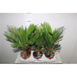 Cycas Revoluta 7+++