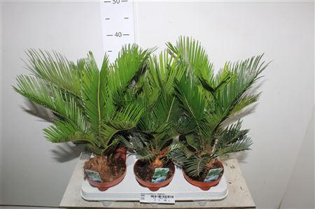 <h4>Cycas Revoluta 7+++</h4>