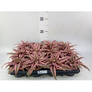 Cryptanthus bivittatus 'Pink Starl'