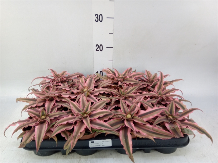 <h4>Cryptanthus bivittatus 'Pink Starl'</h4>