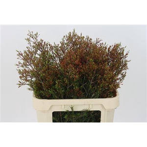 Chamelauc Vega Blade