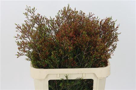 <h4>Chamelauc Vega Blade</h4>