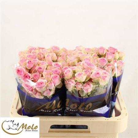 <h4>R Tr Dinara</h4>