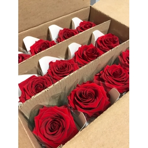 Rose on stem xl bulk 55cm red