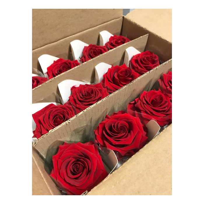 <h4>Rose on stem xl bulk 55cm red</h4>