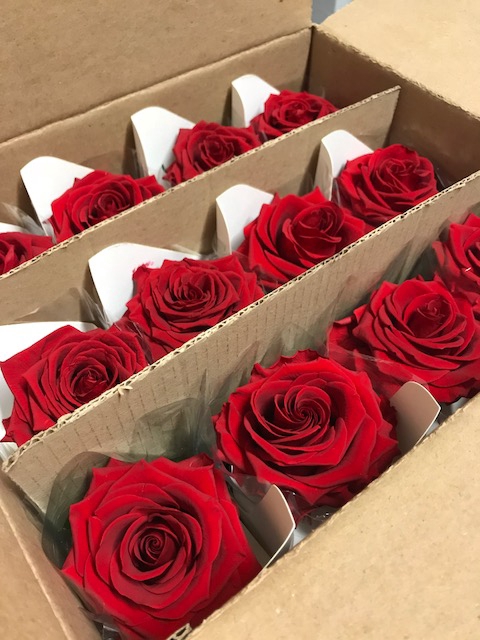 <h4>Rose on stem xl bulk 55cm red</h4>