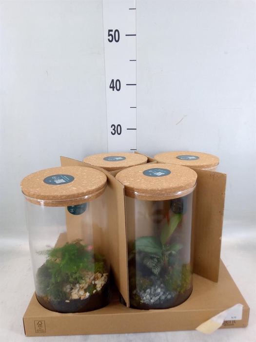 <h4>Arr.    Planten  H%</h4>